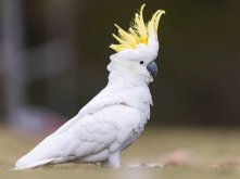 <strong>葵花凤头鹦鹉繁殖能力怎么样 ？</strong>