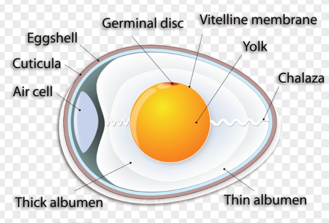 鸡蛋中的胎膜主要有几种 ？
