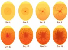 <b>鸡蛋不同胚龄发育有哪些特征 ？</b>