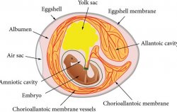 <b>鸡蛋的中胚层会形成哪些器官 ？</b>