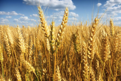 <b>小麦磨面粉如何去除麦麸？</b>