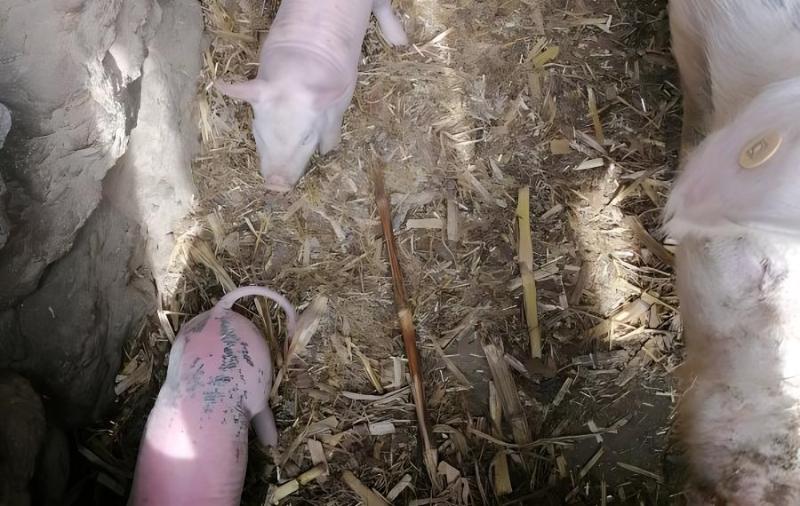 猪感染细小病毒的临床症状都有哪些?