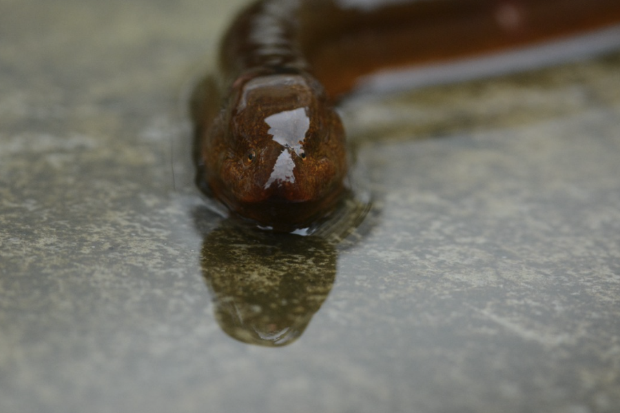 泥鳅的食性范围在不同阶段有哪些不同？