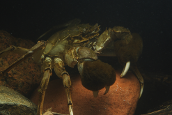 <b>中华绒螯蟹感染螃蟹霉病是什么原因？</b>