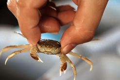 <b>中华绒螯蟹常见的病虫害有哪些？</b>