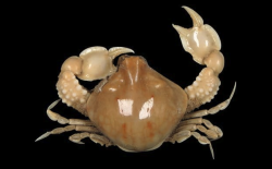 <strong>钝额玉蟹是什么生物，分布在哪些地区?</strong>