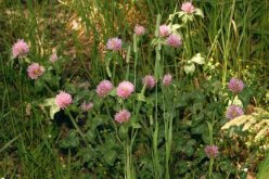 <strong>伤口出血可以用紫花苜蓿敷吗 ？</strong>