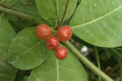 <strong>萝芙木施肥次数怎么控制，一般施什么肥？</strong>