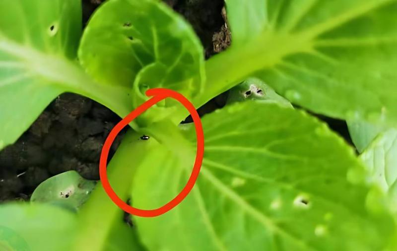 小油菜跳甲虫用什么药剂防治效果好?