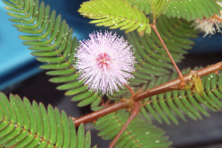 <strong>植物分类系统是从什么时候开始的？</strong>
