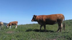 <b>犊牛发烧用哪种兽药退烧比较安全高效？</b>