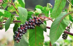 <strong>商陆的种植技术，种植商陆有六大利用用途</strong>