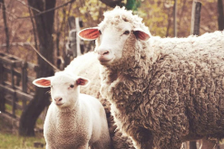 美利奴羊品种优良在哪些方面？