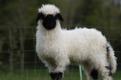 羊放牧的密度应该控制在多少？