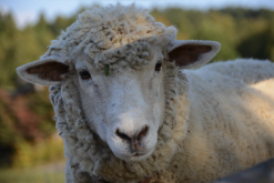经营好羊场重要的几个方面？