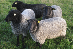 怎么提高罗曼诺夫羊的生长速度？