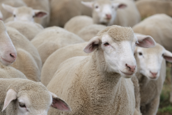 罗曼诺夫羊怎么进行育肥？