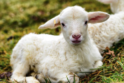 怎么判断罗曼诺夫羊母羊的繁殖能力？