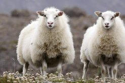 <b>罗曼诺夫羊的种羊应该怎么选择？</b>