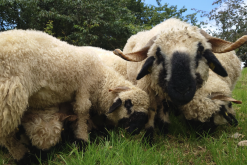 罗曼诺夫羊常见的疾病有哪些？