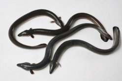 <strong>黄鳝出现红斑可以用生石灰给水池消毒吗 ？</strong>