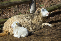 美利奴羊的羊毛有什么特点?