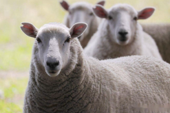美利奴羊的产毛量怎么样?