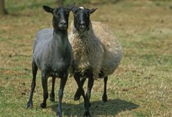 <b>罗曼诺夫羊羊羔需要怎么投喂饲料 ？</b>