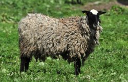 <b>罗曼诺夫羊的羔羊多久可以出栏 ？</b>
