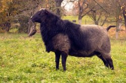 <b>罗曼诺夫羊有什么形态特点，能长到多大 ？</b>
