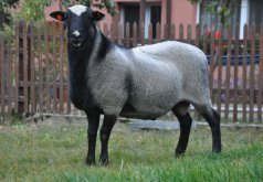 <b>罗曼诺夫羊的产肉量怎么样，生长周期多久 ？</b>