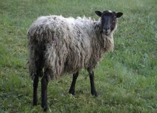 <b>罗曼诺夫羊是什么品种，产自哪些地区 ？</b>