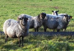 <b>产细羊毛的常见羊有什么品种 ？</b>