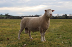 <b>陶赛特羊是什么品种，有什么特点？</b>