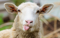 <b>羊饲料中有哪些催肥剂 ？</b>