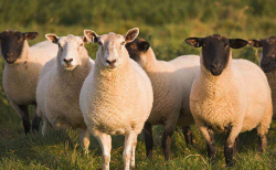 <b>羊场怎么加强羊的育种工作 ？</b>