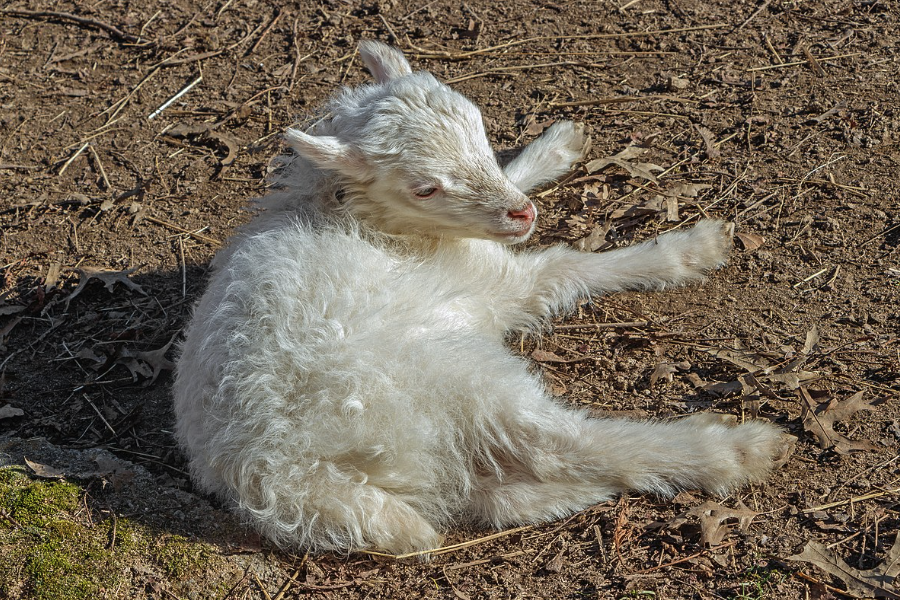 怎么提高肉用羔羊的日增重量？