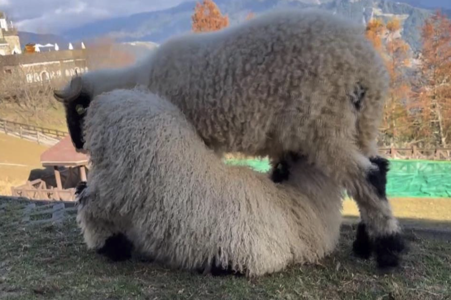 山羊羔羊的植物性饲料怎么选择？