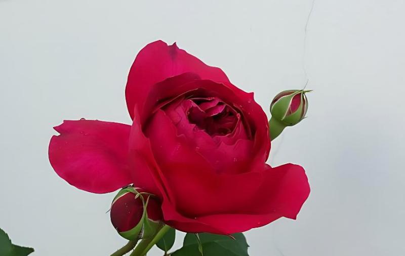 月季开完花就枯萎了怎么回事?