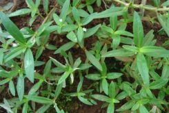 <strong>伞房花耳草的生态习性是怎么样的 ？</strong>