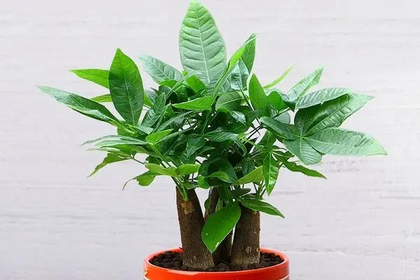 发财树养殖小技巧,让你的绿植茁壮成长!