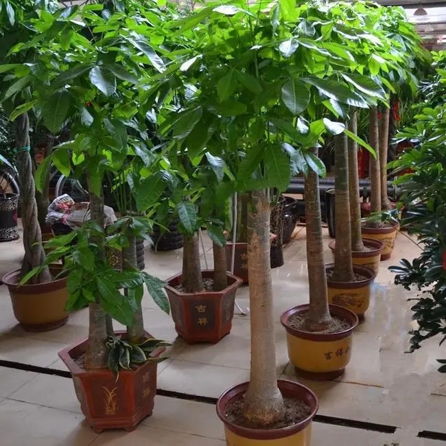 发财树的养殖秘籍,让你的绿植生机勃勃!