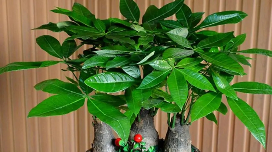 如何让你的发财树更茂盛?