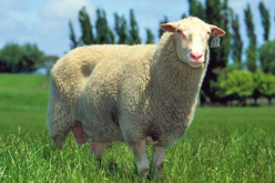 <b>伊斯特菲尔德羊羔羊需要注射哪些疫苗 ?</b>