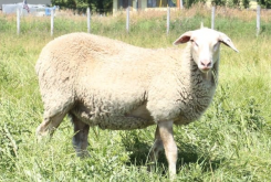 <b>伊斯特菲尔德羊母羊的生产能力怎么样 ?</b>