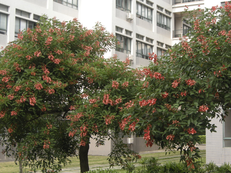 鸡冠刺桐是什么植物,有什么形态特点?