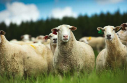 <b>羊的乳汁质量怎么分辨优质 ？</b>