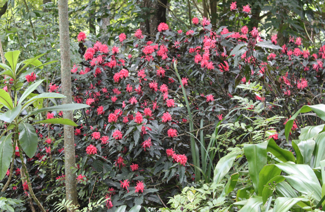 珊瑚花感染叶斑病怎么治疗 ?
