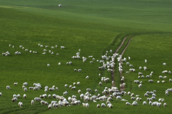 乌珠穆沁羊感染羊痘有什么症状？