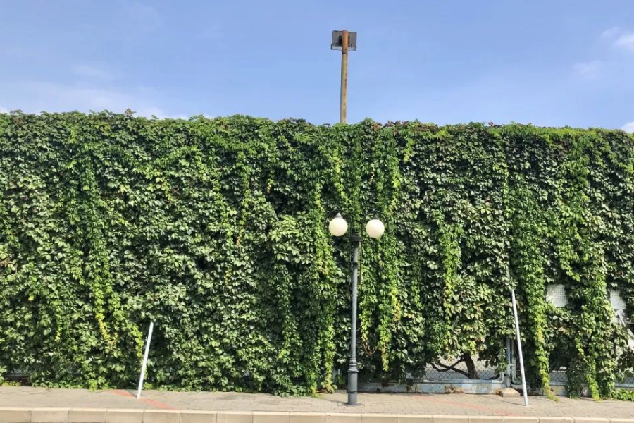 五叶地锦对种植环境有什么要求?